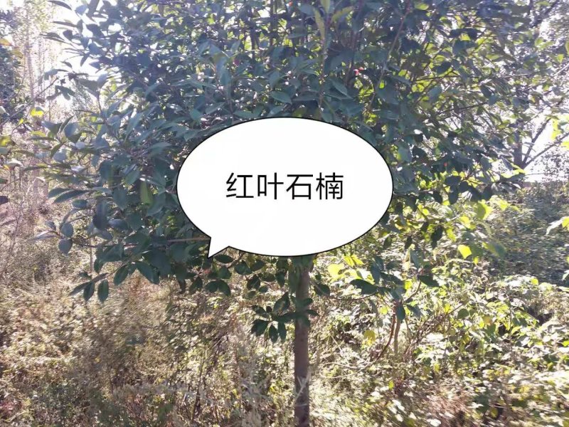 南阳内乡三千亩山地，种植各种乔木，灌木，树龄1-10年等