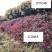 南阳内乡三千亩山地，种植各种乔木，灌木，树龄1-10年等