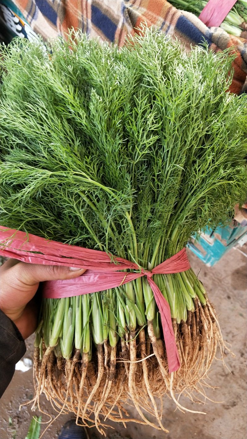 茴香苗