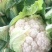 【推荐】优质的服务，中国花菜基地，雪白菜花松花菜等