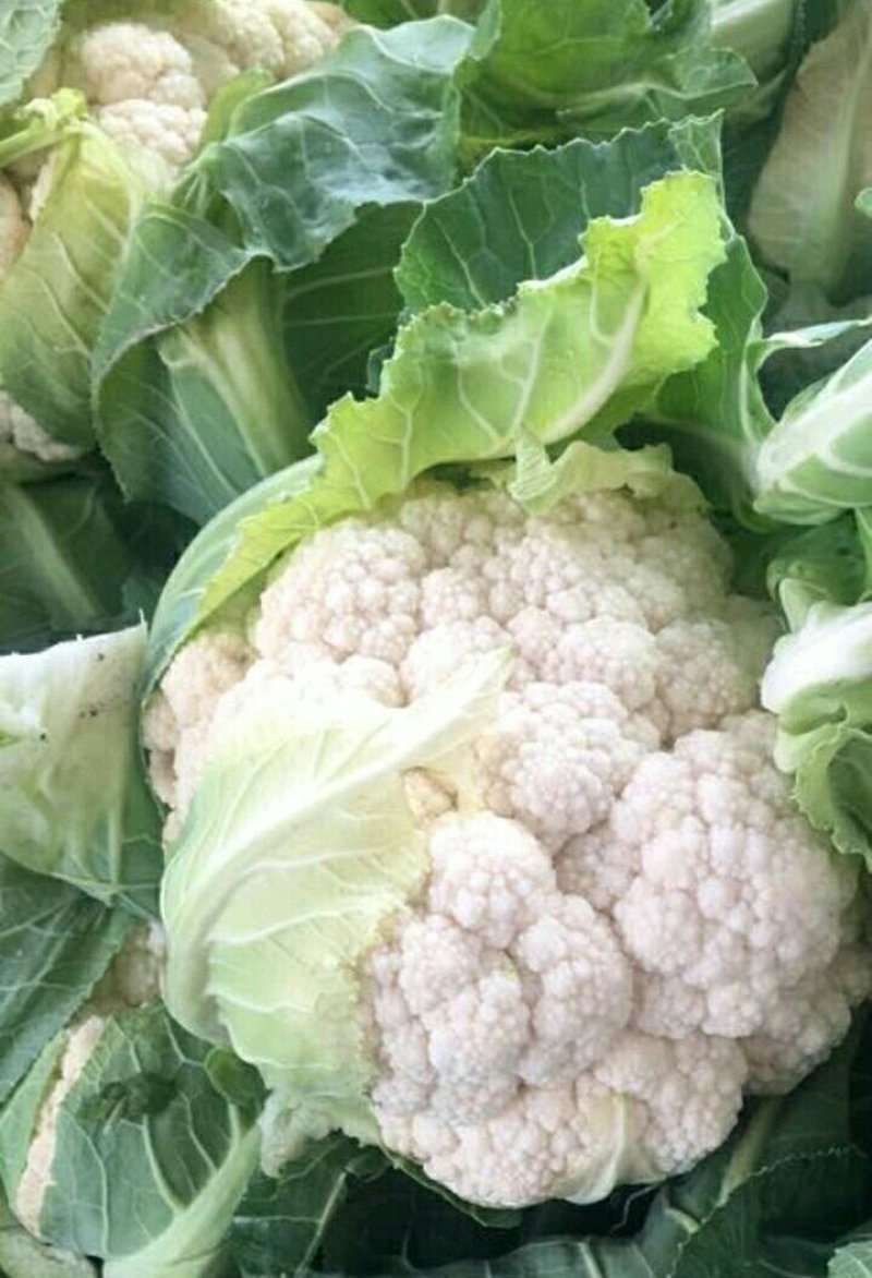 【推荐】优质的服务，中国花菜基地，雪白菜花松花菜等