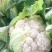 【推荐】优质的服务，中国花菜基地，雪白菜花松花菜等