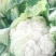 【推荐】优质的服务，中国花菜基地，雪白菜花松花菜等