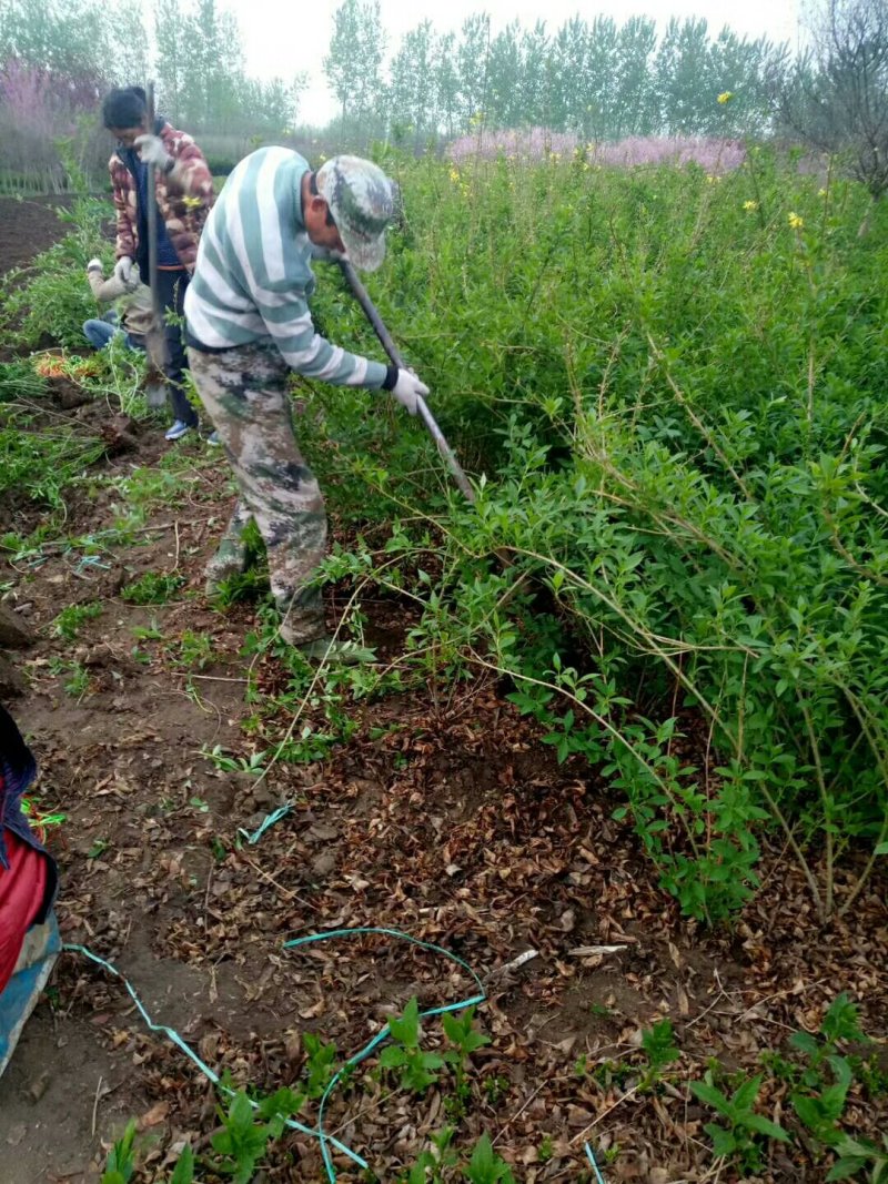 连翘工程苗1000万棵供应