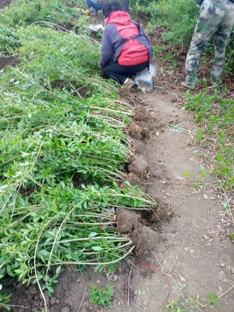 连翘工程苗1000万棵供应