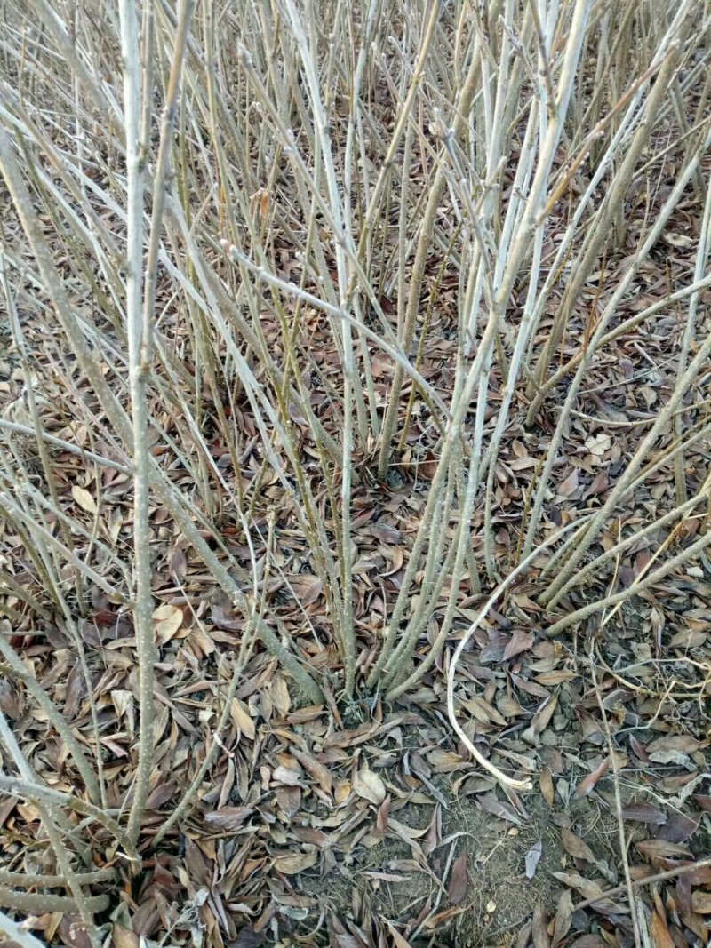 连翘工程苗1000万棵供应