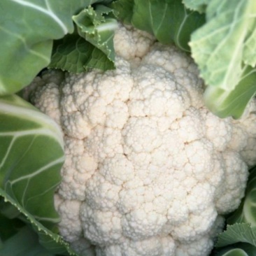 菜花陆续大量上市啦，大量供货，品质好，可按需装货