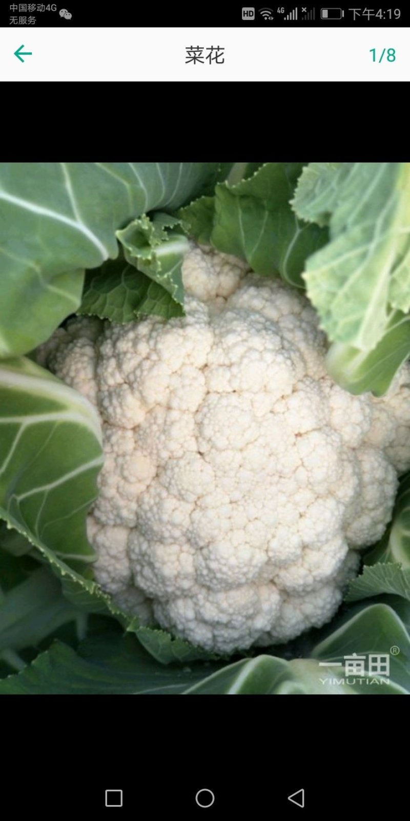 菜花陆续大量上市啦，大量供货，品质好，可按需装货