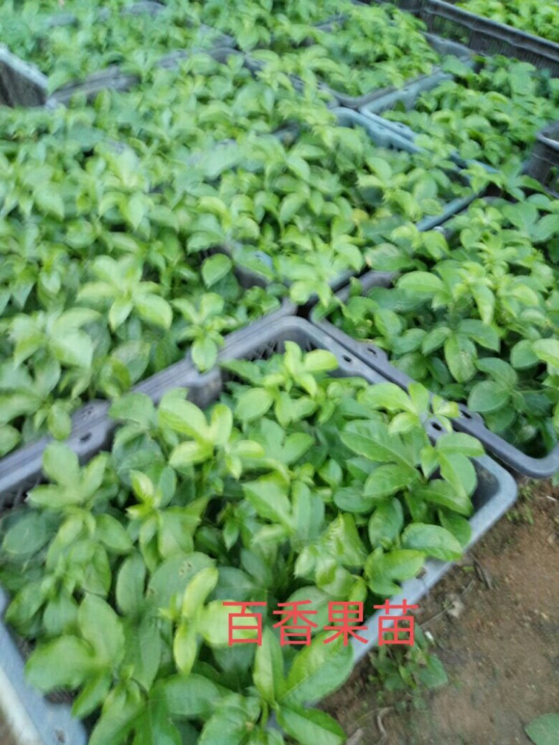 售紫香，满天星，台农，黄金百香果苗，量大从优
