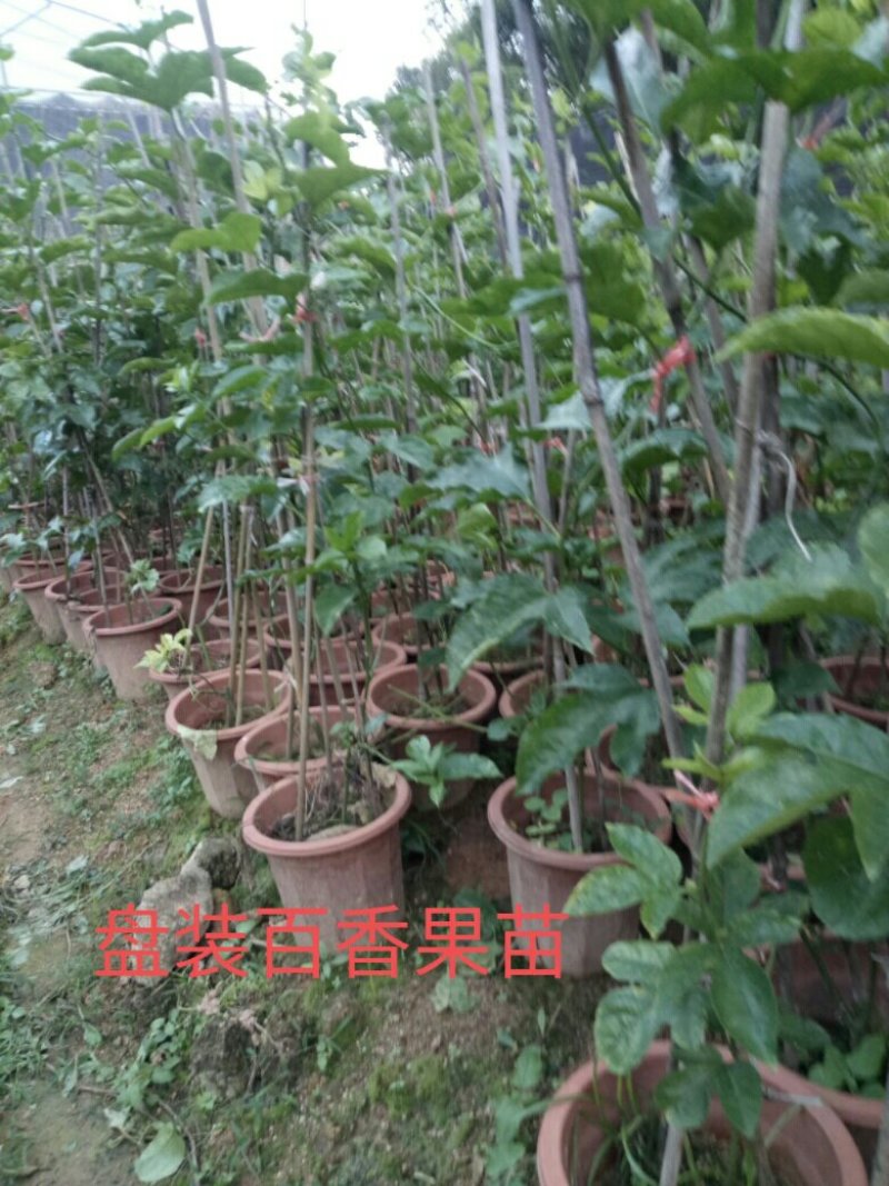 售紫香，满天星，台农，黄金百香果苗，量大从优