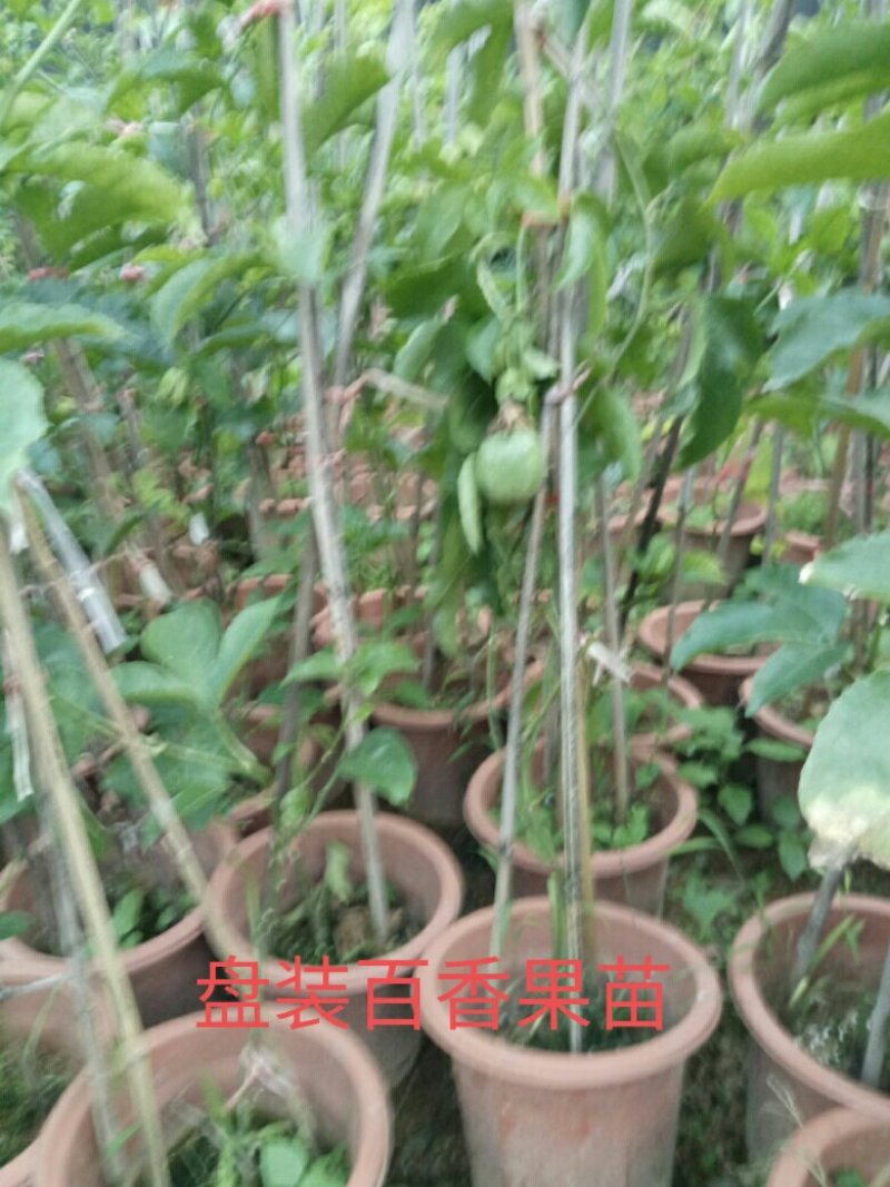 售紫香，满天星，台农，黄金百香果苗，量大从优