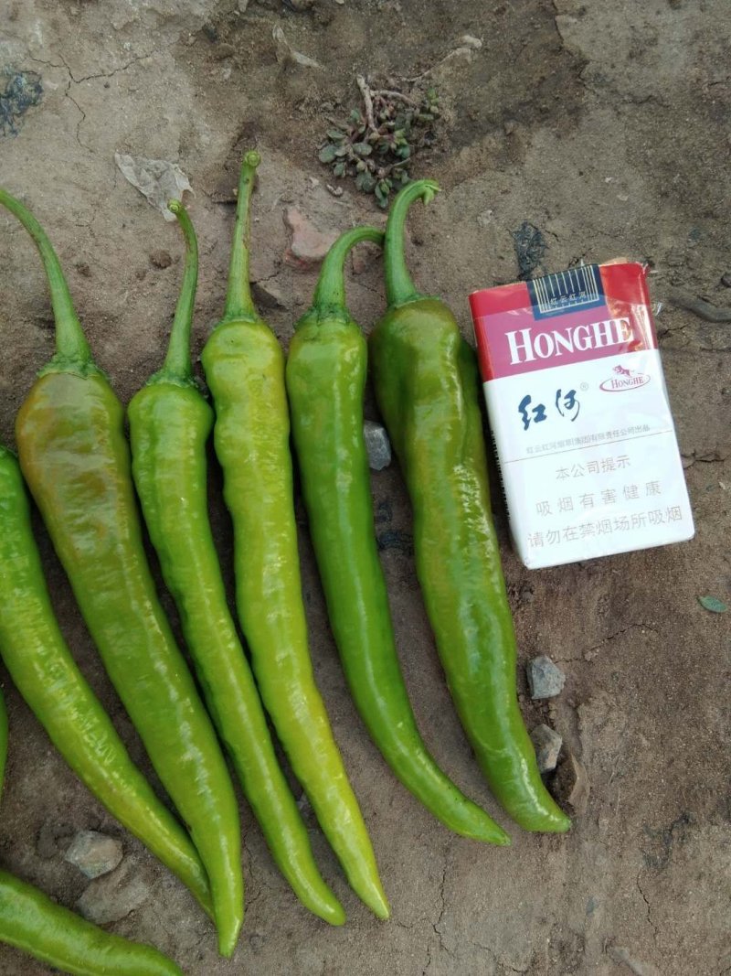 鲜辣椒