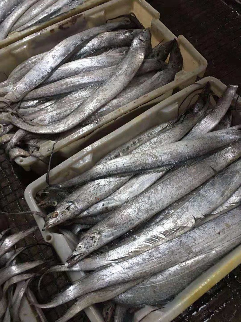带鱼3-5两