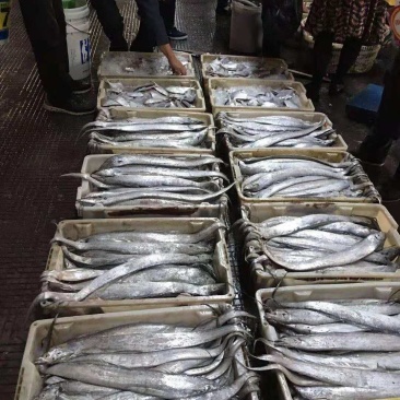带鱼3-5两