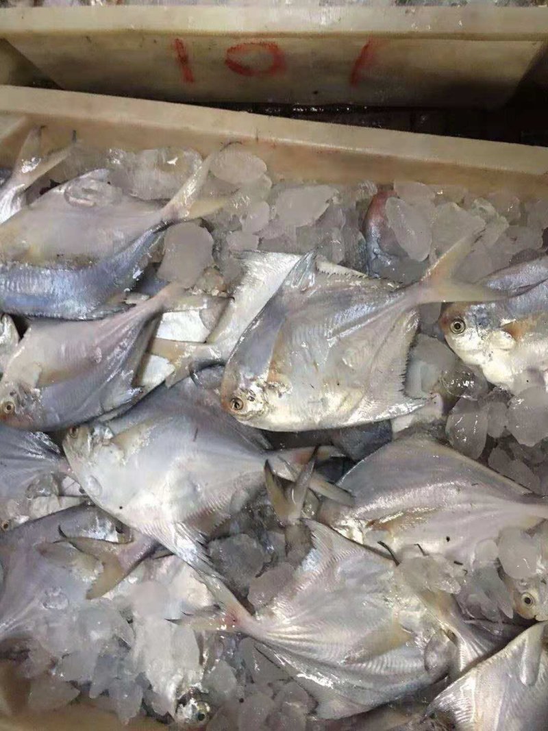 鲳鱼2-4两