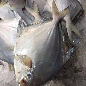 鲳鱼2-4两