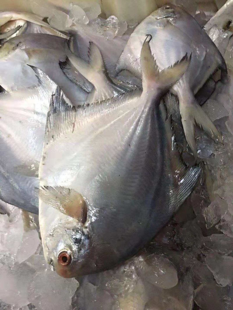 鲳鱼2-4两