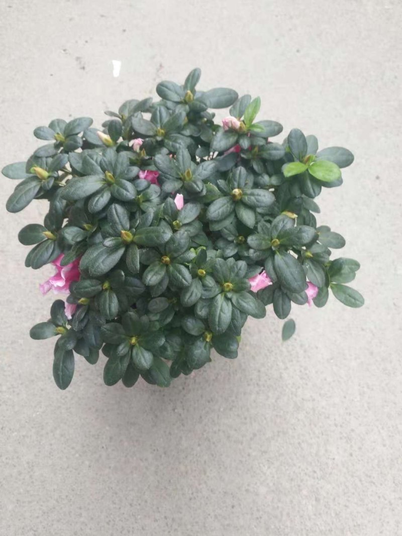 比利时杜鹃花盆栽四季开花不断室内外观花绿植易活