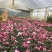 比利时杜鹃花盆栽四季开花不断室内外观花绿植易活