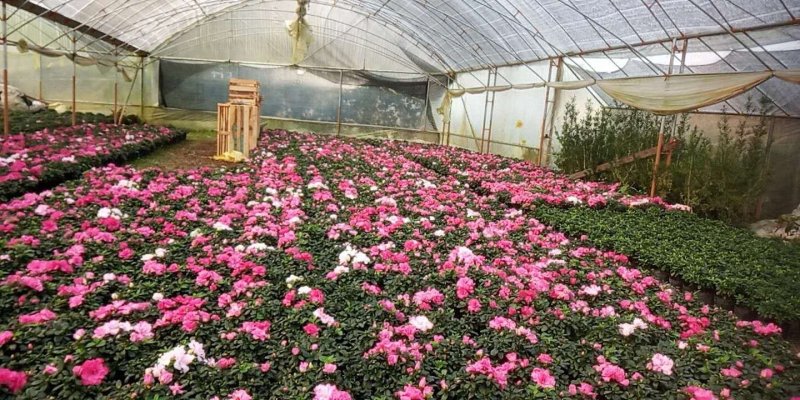 比利时杜鹃花盆栽四季开花不断室内外观花绿植易活