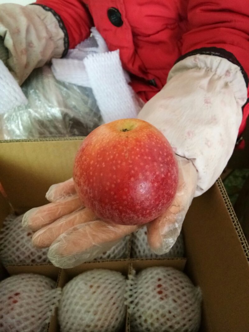 粉苹果面甜好吃净重10斤包邮，陕西秦冠纯甜苹果。