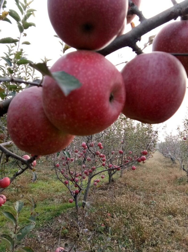 粉苹果面甜好吃净重10斤包邮，陕西秦冠纯甜苹果。