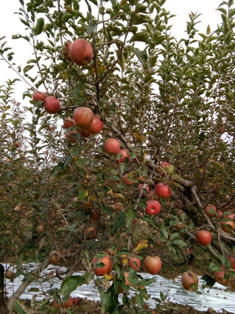 粉苹果面甜好吃净重10斤包邮，陕西秦冠纯甜苹果。
