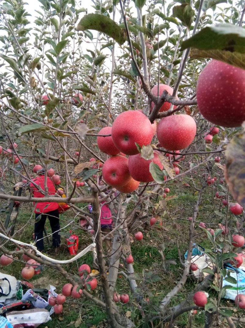 粉苹果面甜好吃净重10斤包邮，陕西秦冠纯甜苹果。