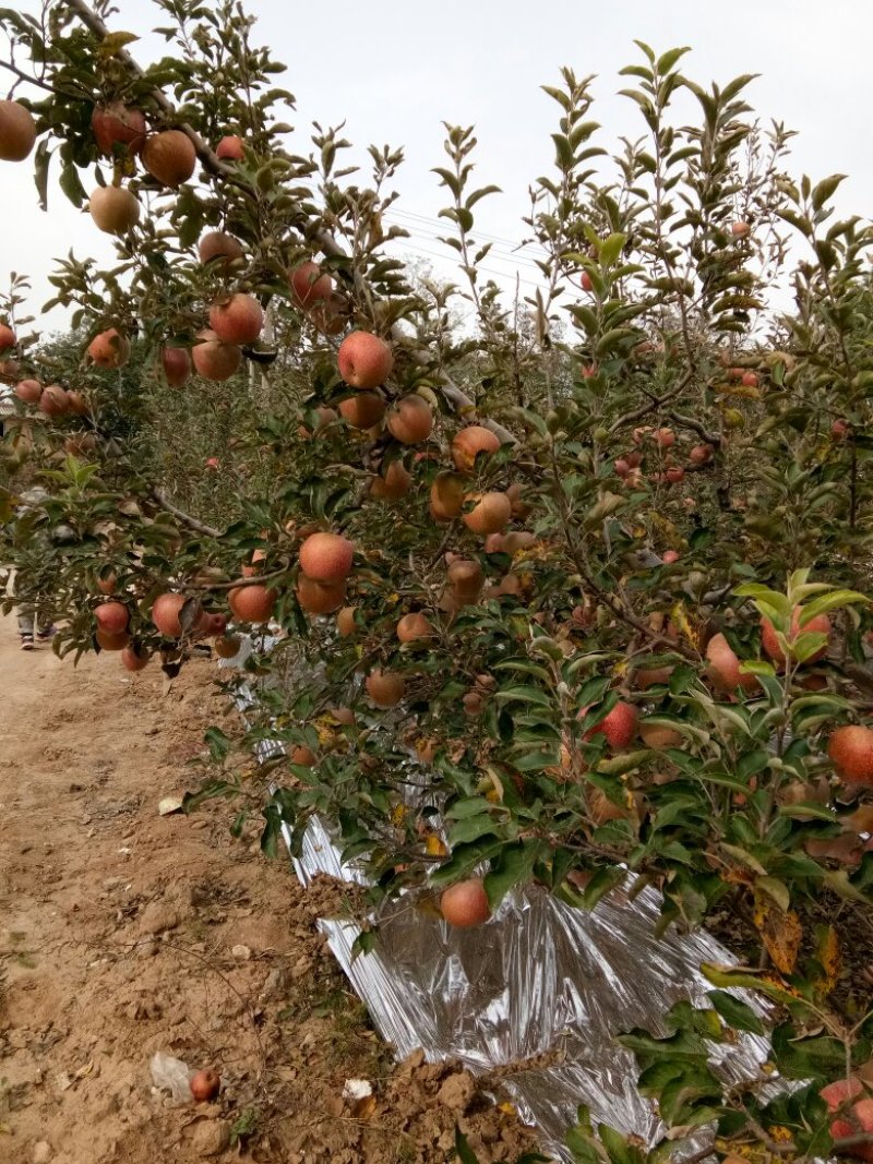粉苹果面甜好吃净重10斤包邮，陕西秦冠纯甜苹果。