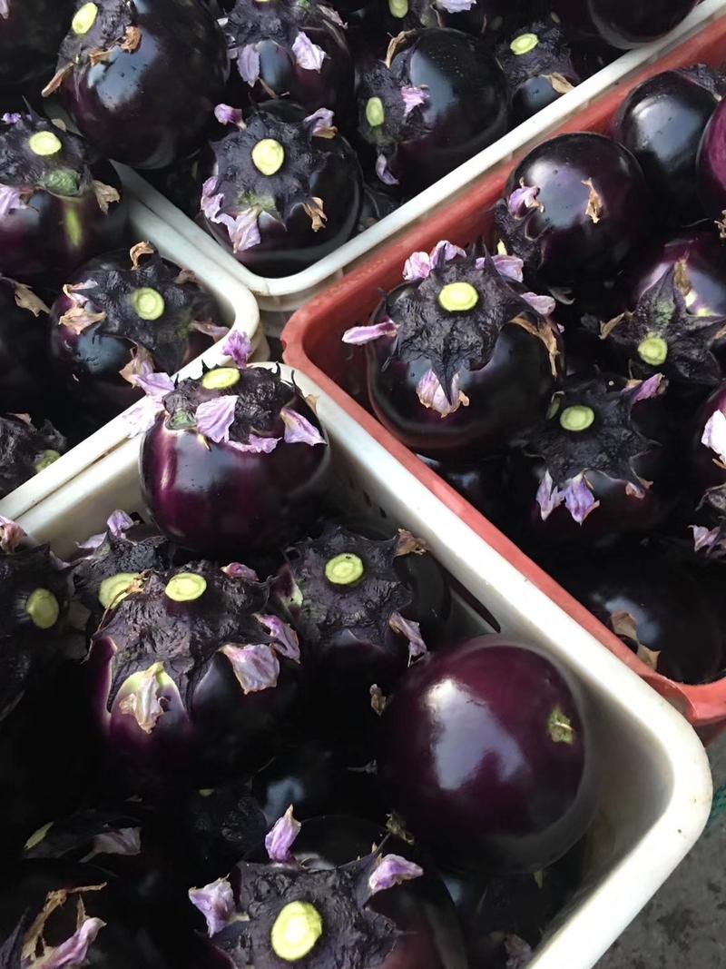 紫光圆茄，山东，河南，河北茄子3省的冬暖大棚主产区，