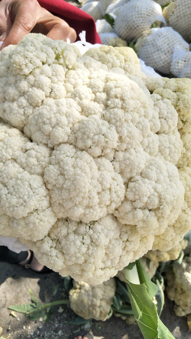 有机花菜