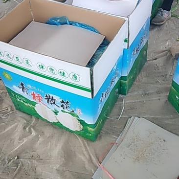 有机花