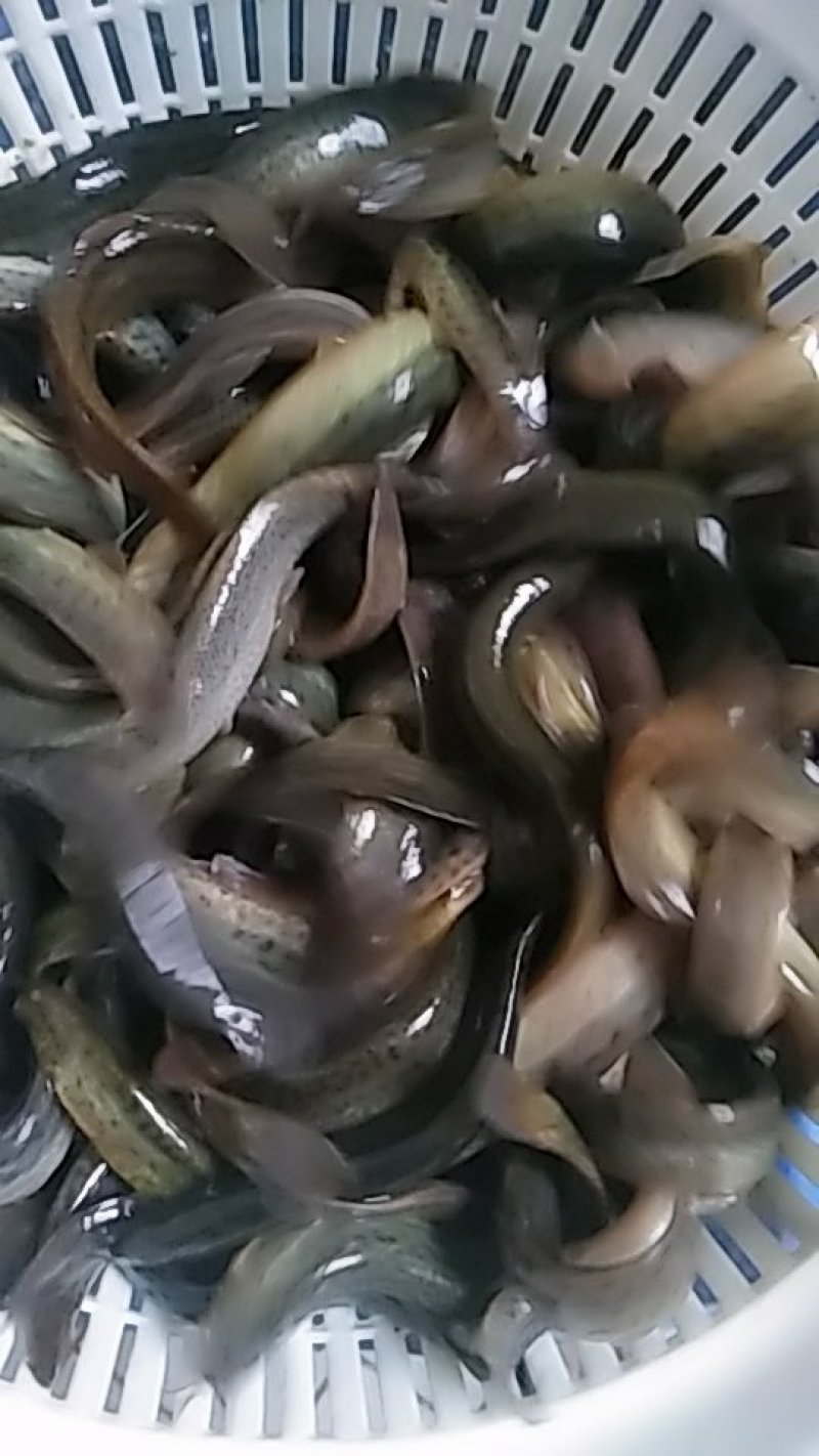养殖的泥鳅，常年不缺货。量大从优欢迎长期合作