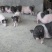 巴马香猪巴马香猪种苗巴马香猪商品