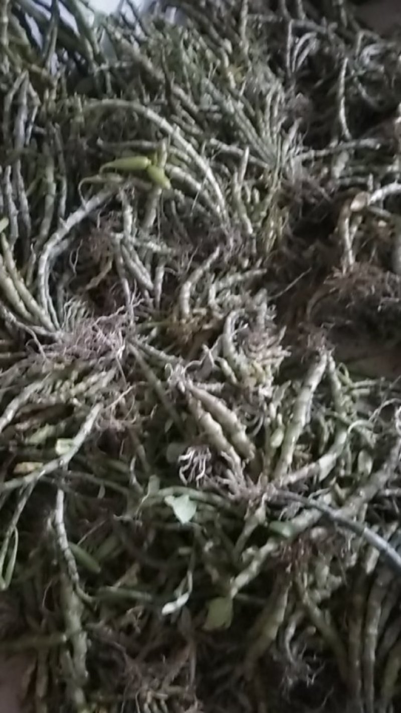 黑喉石斛