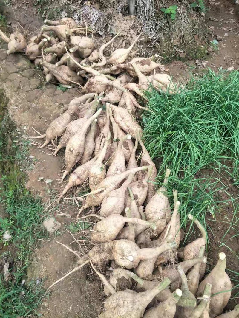 粉葛～葛根