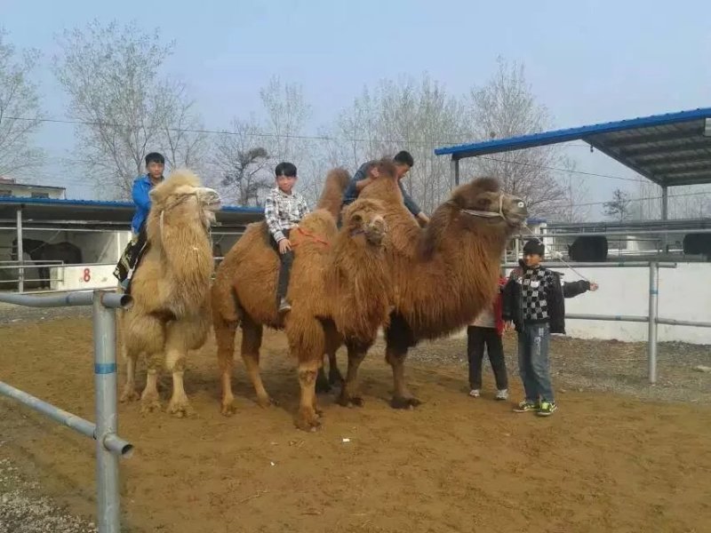 双峰骆驼乘骑骆驼小骆驼成年骆驼
