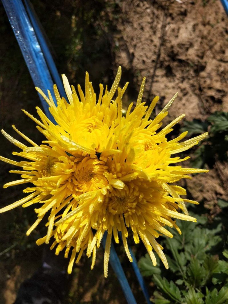 金丝皇菊