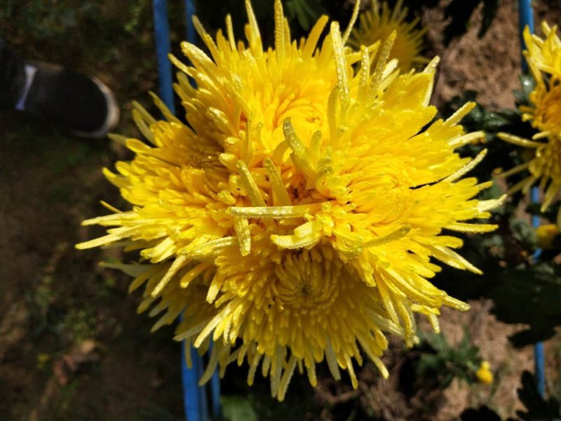 金丝皇菊
