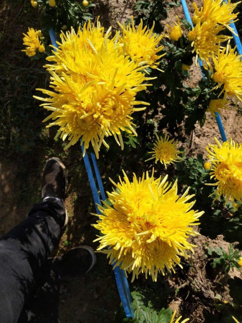 金丝皇菊