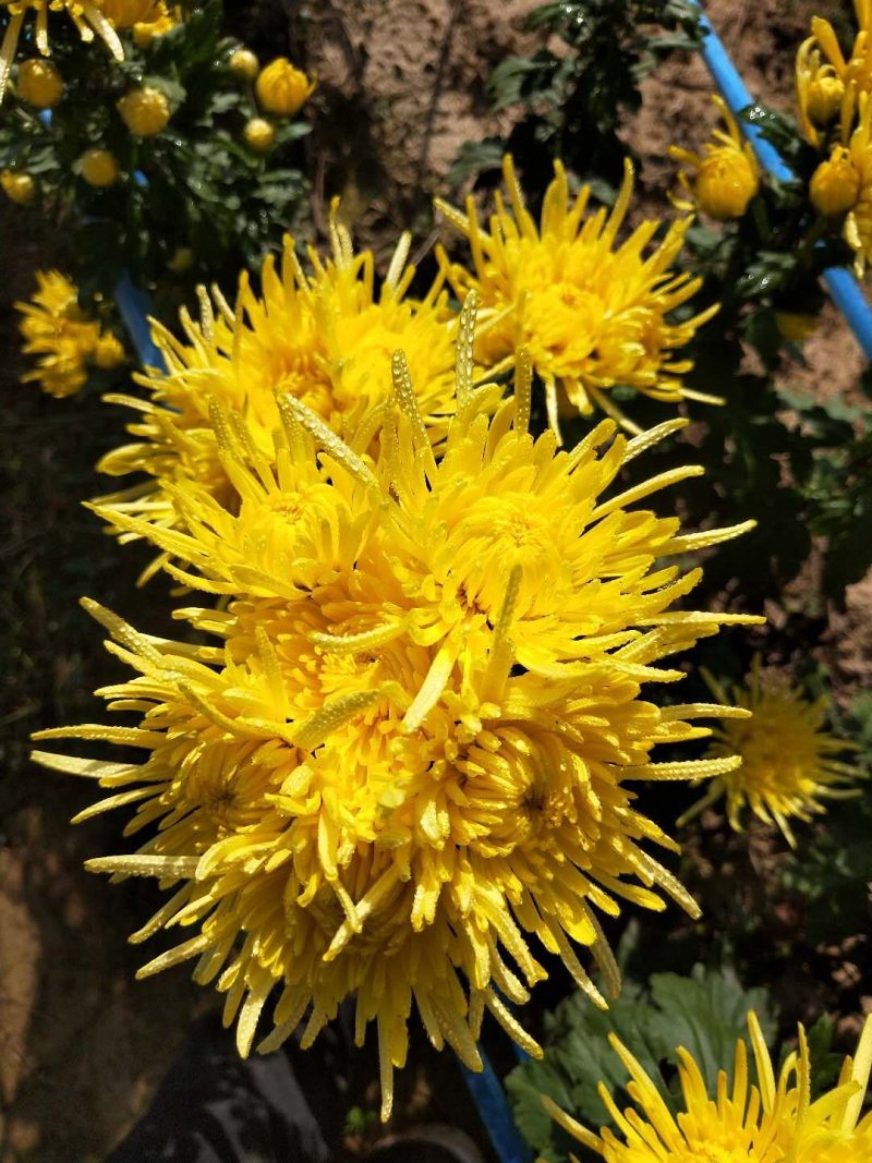 金丝皇菊