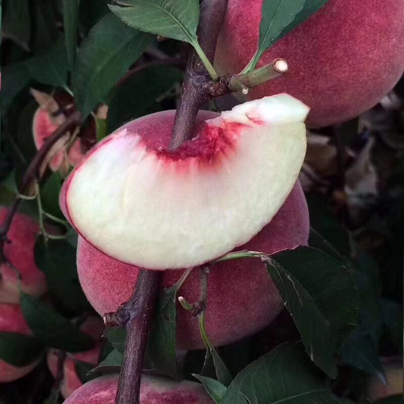 桃树苗