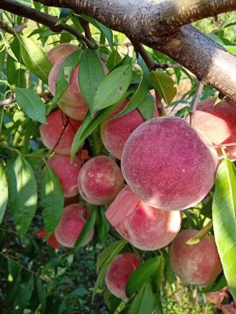 桃树苗