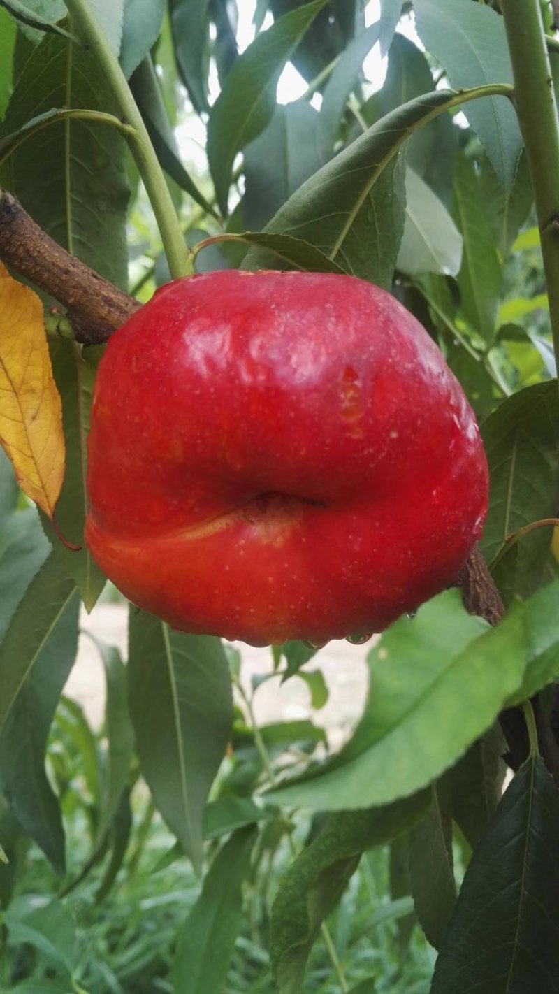 桃树苗
