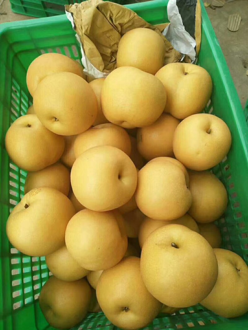 桃树苗