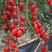 樱桃番茄苗，特色番茄苗，各色口感番茄苗，小番茄苗