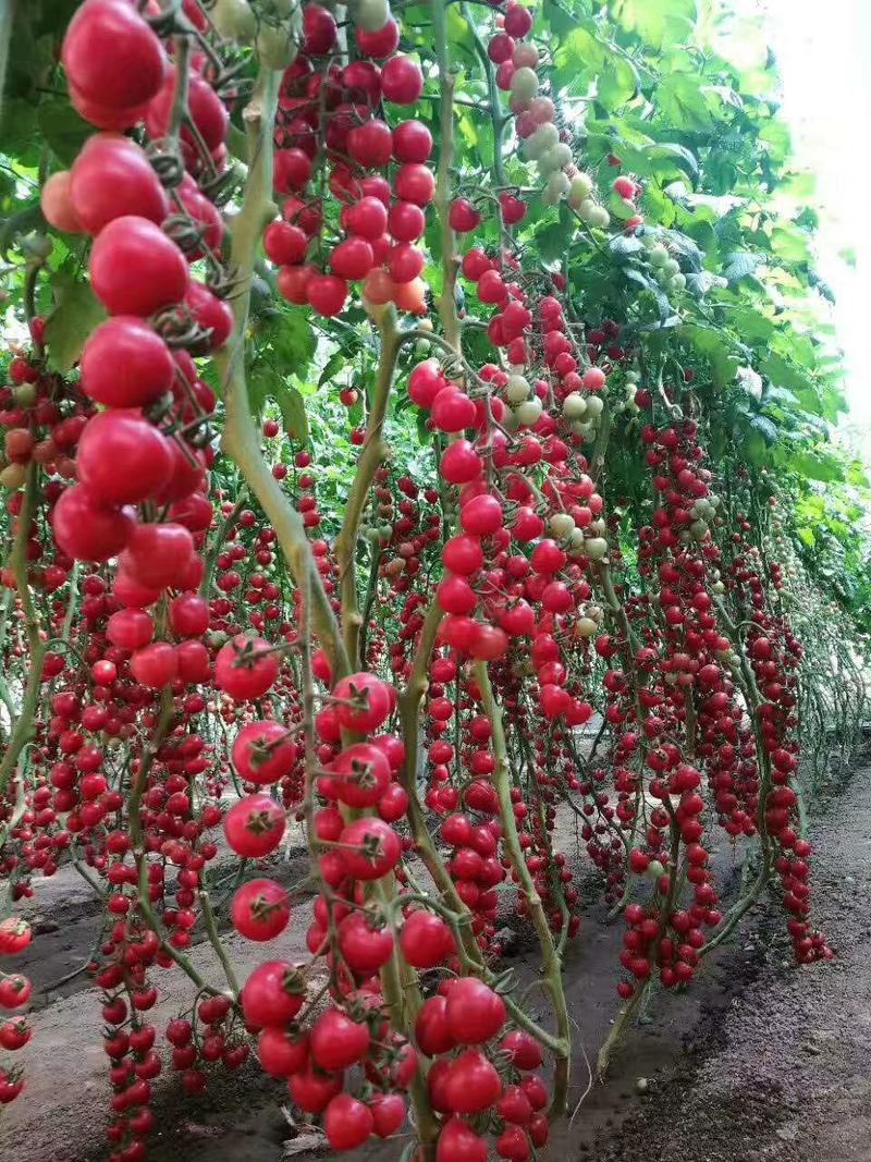 樱桃番茄苗，特色番茄苗，各色口感番茄苗，小番茄苗