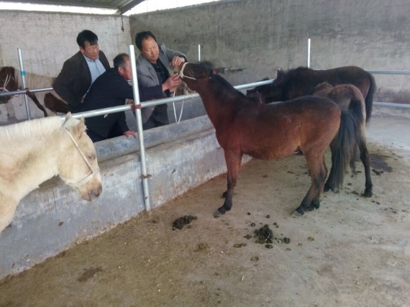 矮马小矮马乘骑矮马