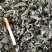 车前草江苏产地直销批发。量大从优符合国家标准