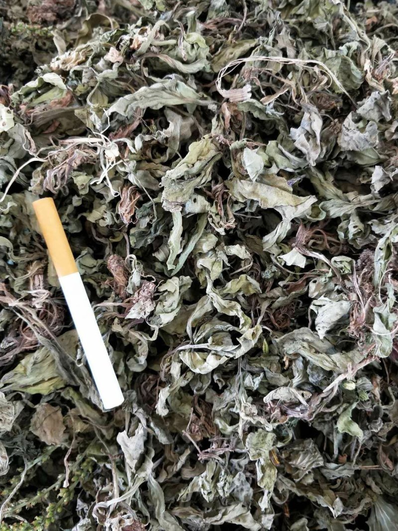 车前草江苏产地直销批发。量大从优符合国家标准
